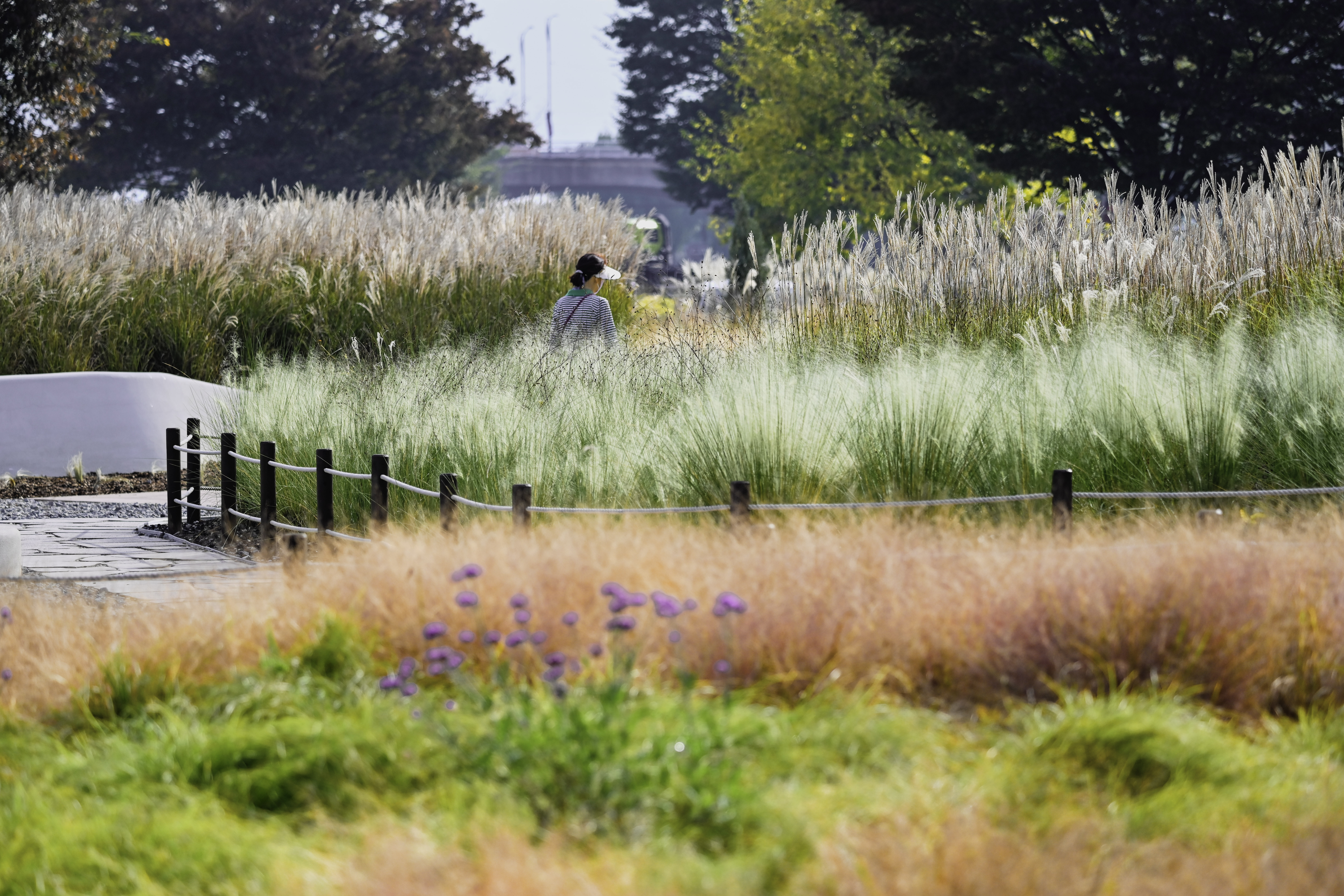 grass05.jpg