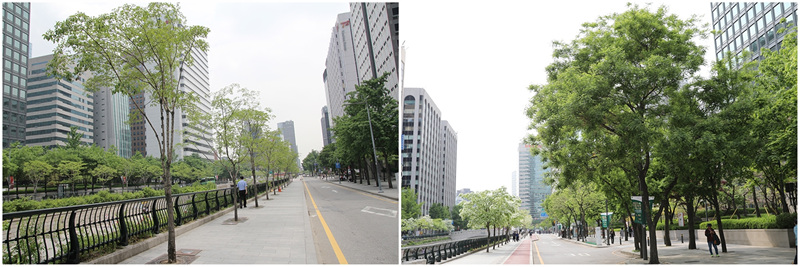 왼쪽은 2013년 청계천 어린 이팝나무, 오른쪽은 2023년 청계천 이팝나무와 회화나무.jpg
