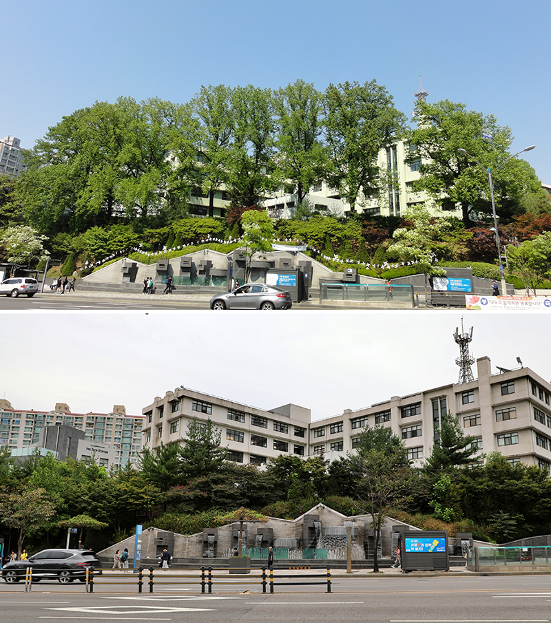 11숭실대역 백합나무군락(위), 백합나무벌목 후(아래).jpg