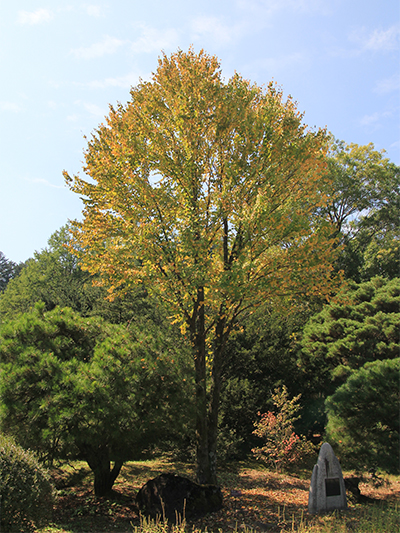 포천국립수목원 계수나무 모수11.jpg