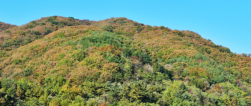 갈색 단풍든 가평베네스트cc 참나무숲.jpg