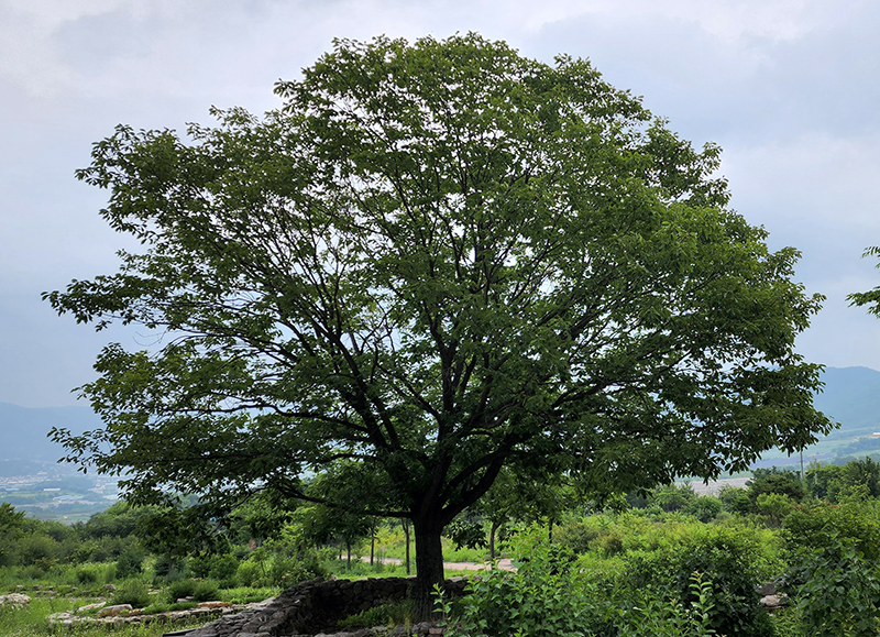 DMZ수목원의 졸갈참나무.jpg