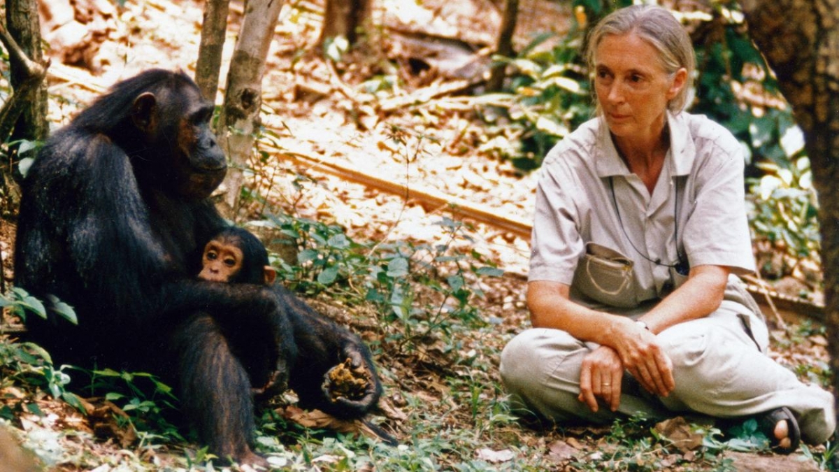그림5. jane-goodall-schimpansen-100-1280x720.jpg