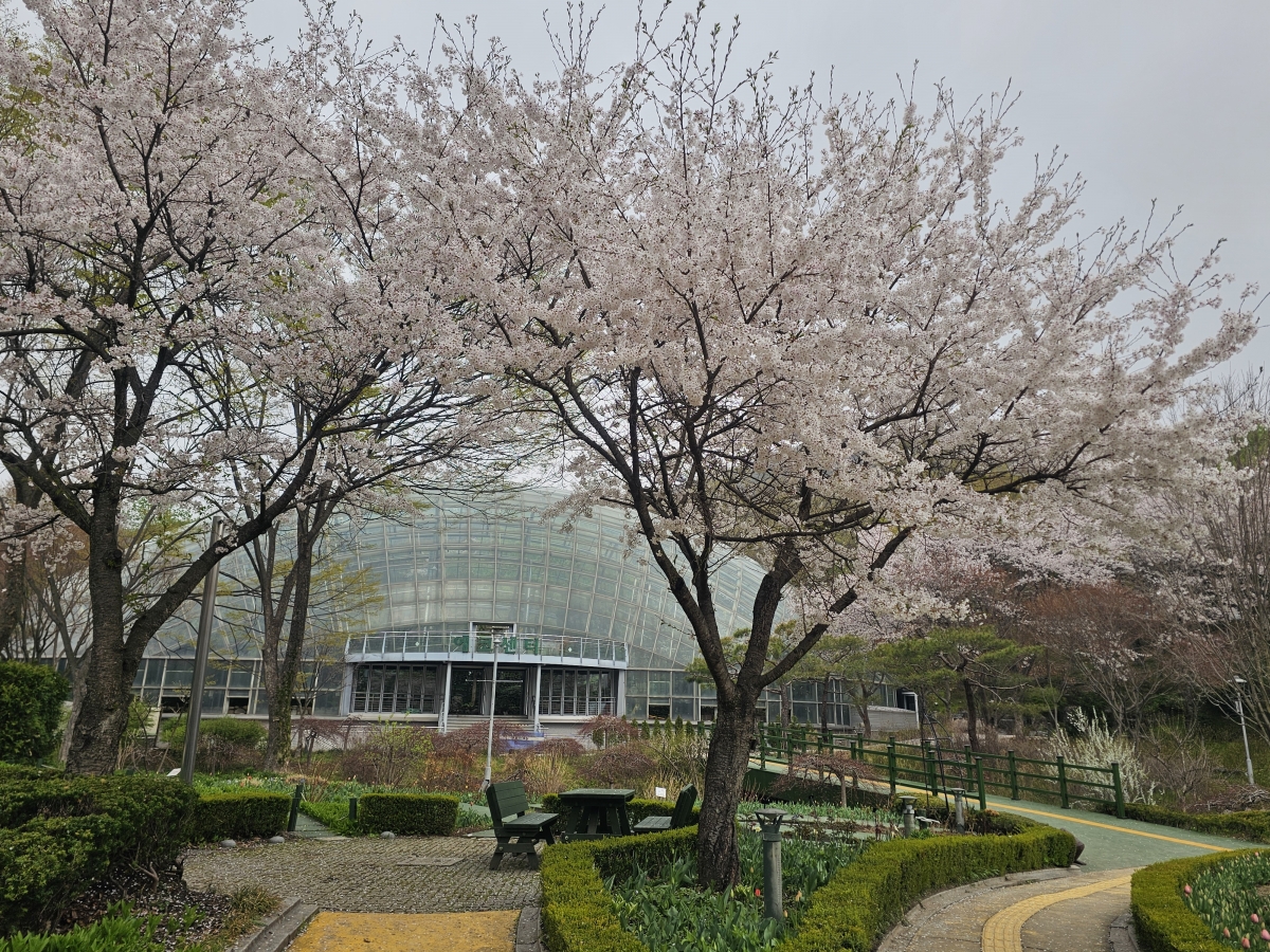 신구대식물원 벚꽃핀 풍경.jpg