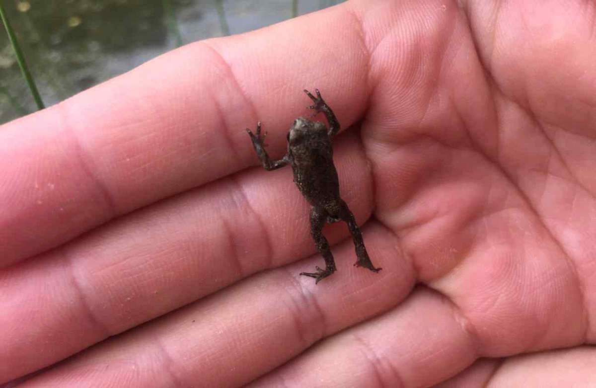 조근영. 2022. 두꺼비(Bufo gargarizans) 서식적합성 평가에 기반한 종-서식지 복원모델.jpg