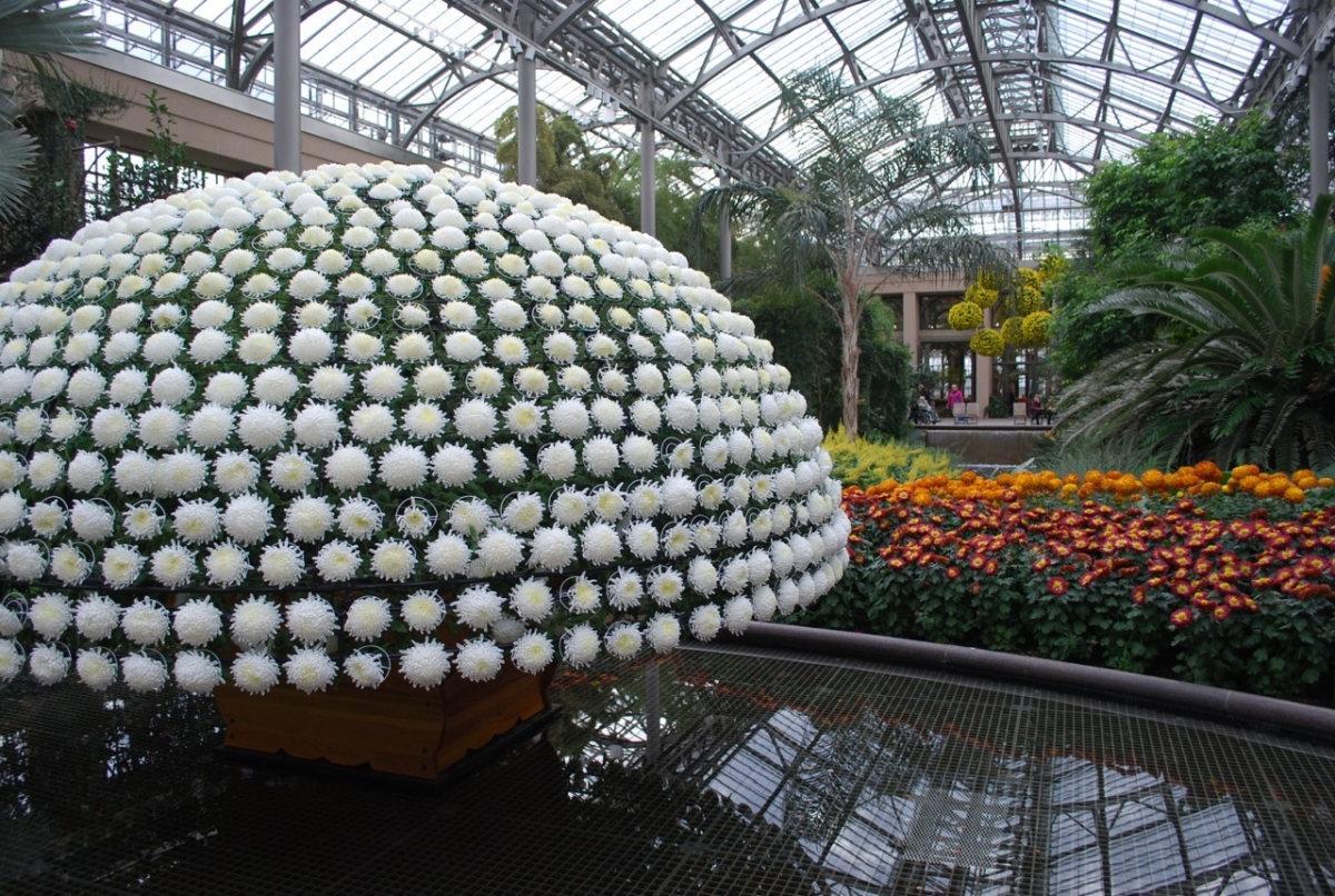 1_2011년 가을 East Conservatory 국화 천간작 전시.jpg