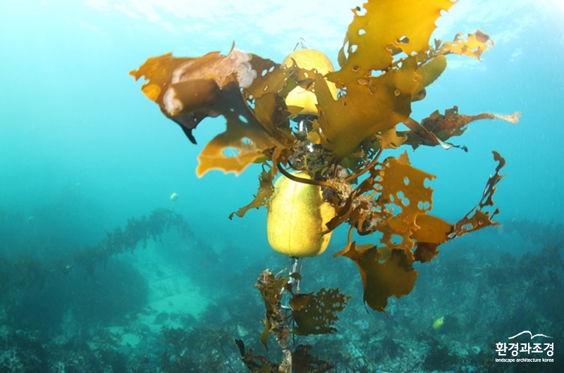 조류 이식한 인공어초 (사진=해양환경생태연구소 제공).jpg