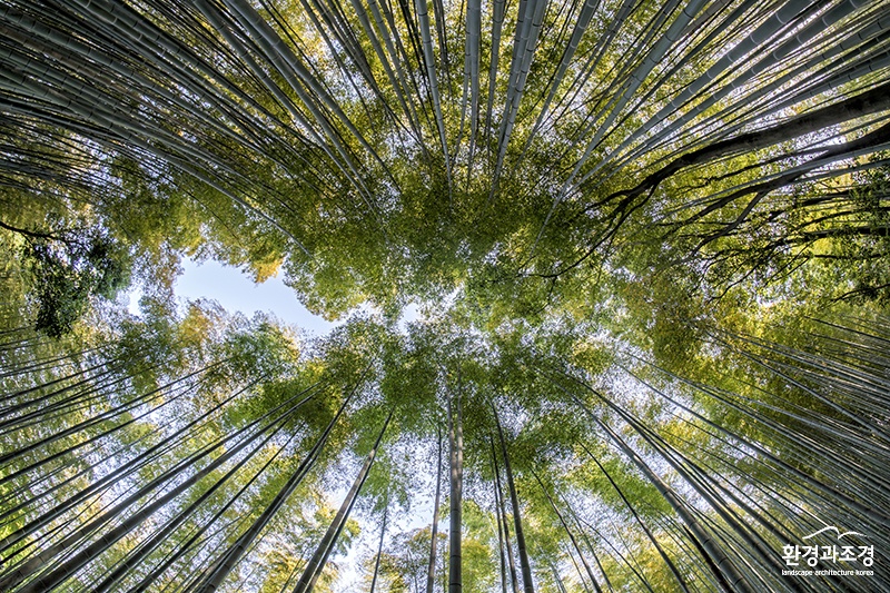 대나무숲.jpg
