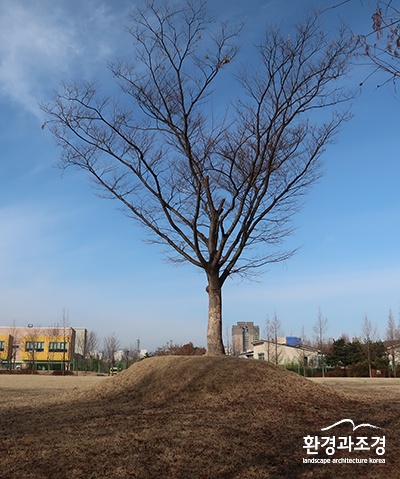 상식-느티나무-대전숲.jpg
