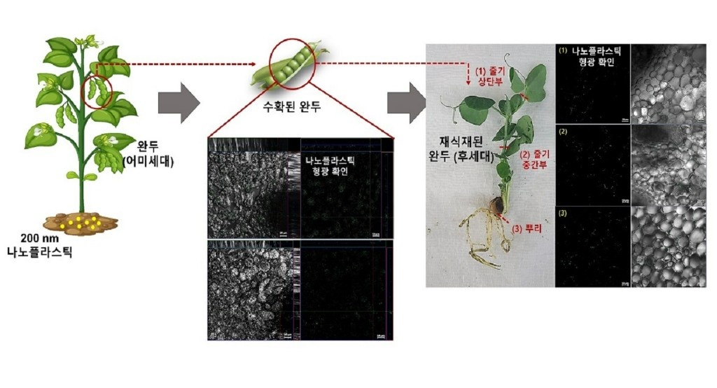 노출식물로부터 수확된 완두 및 후세대 식물로 전이된 나노플라스틱(사진=한국연구재단 제공).jpg
