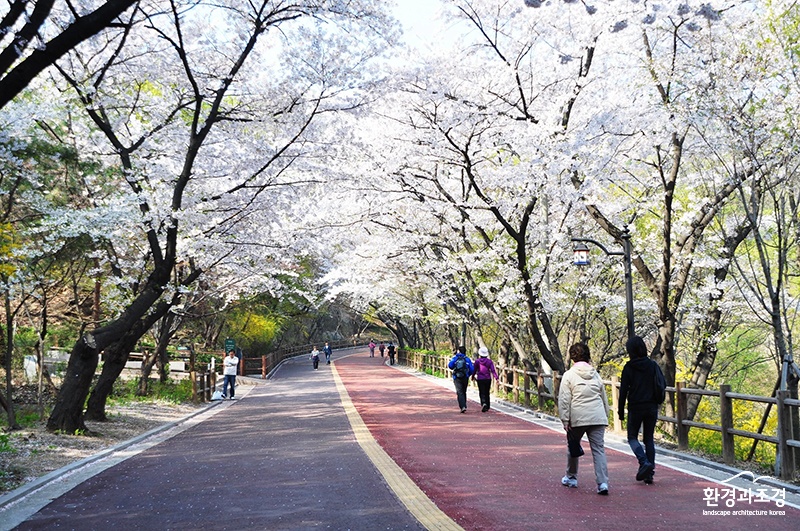 남산공원 산책로(벚꽃).jpg