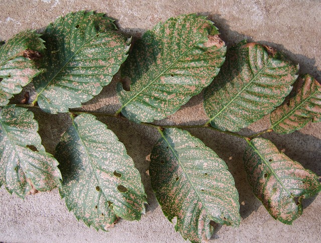 LJB 004-1.jpg