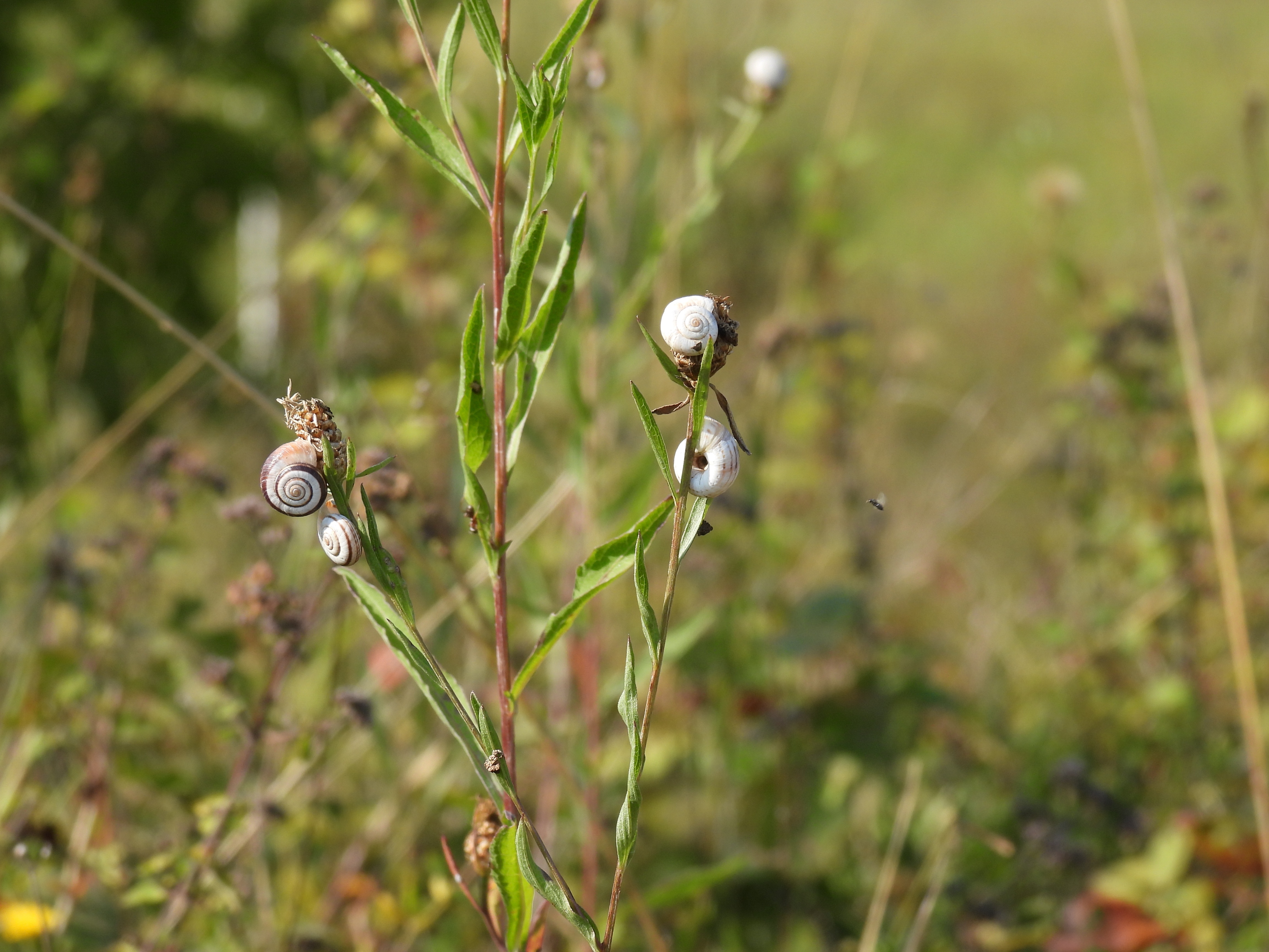 DSCN4018.JPG