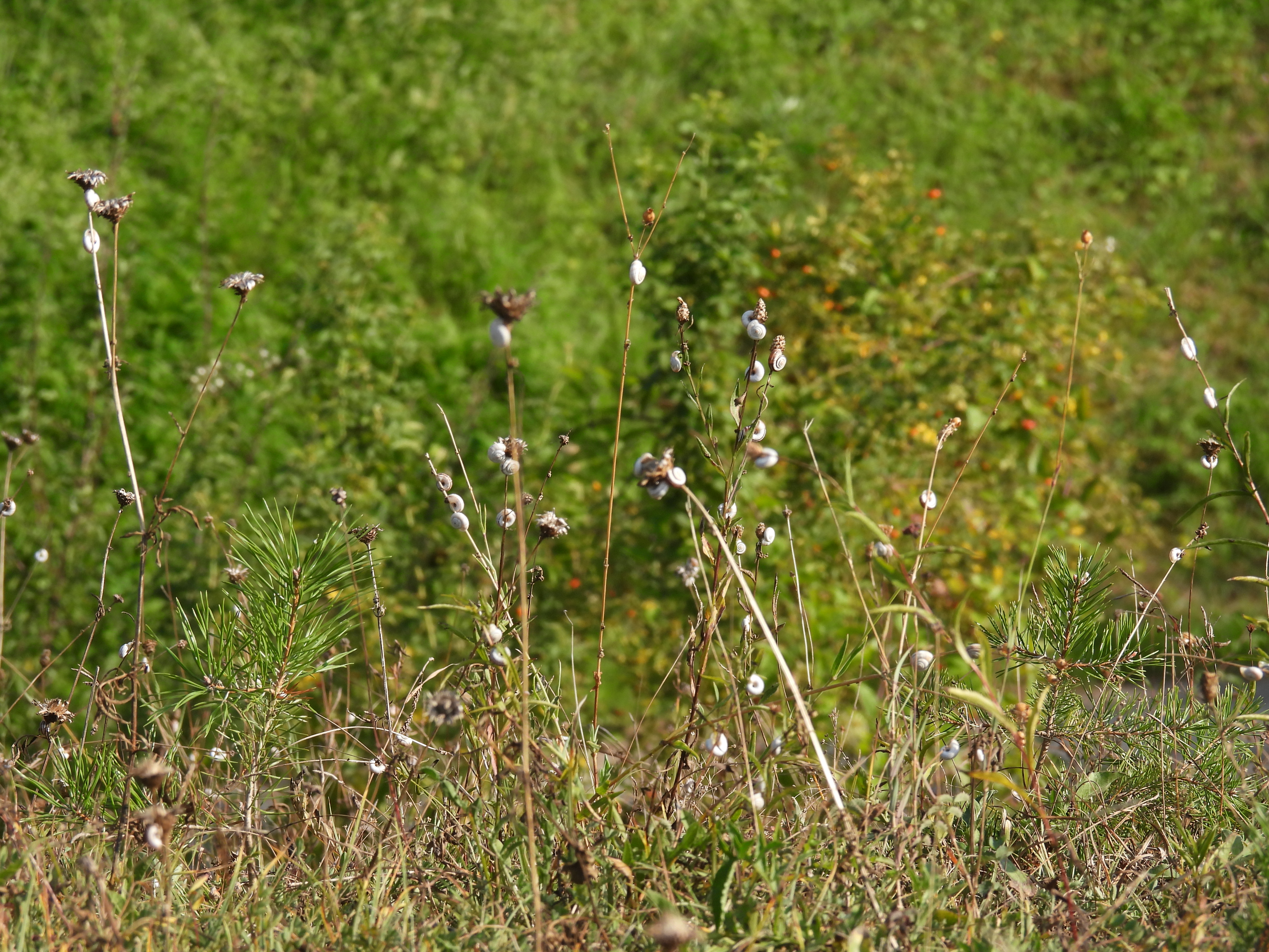 DSCN4096.JPG