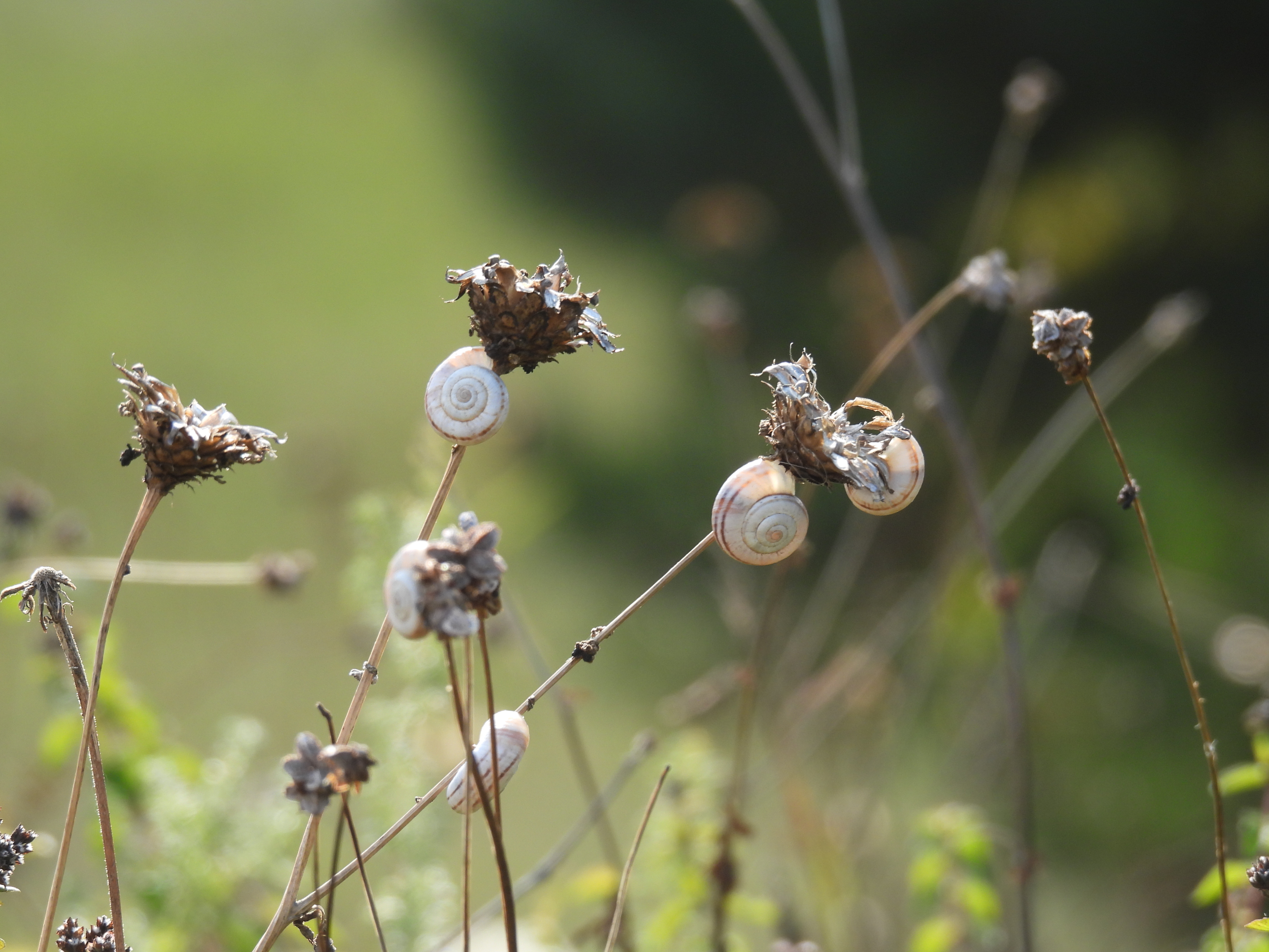DSCN4118.JPG