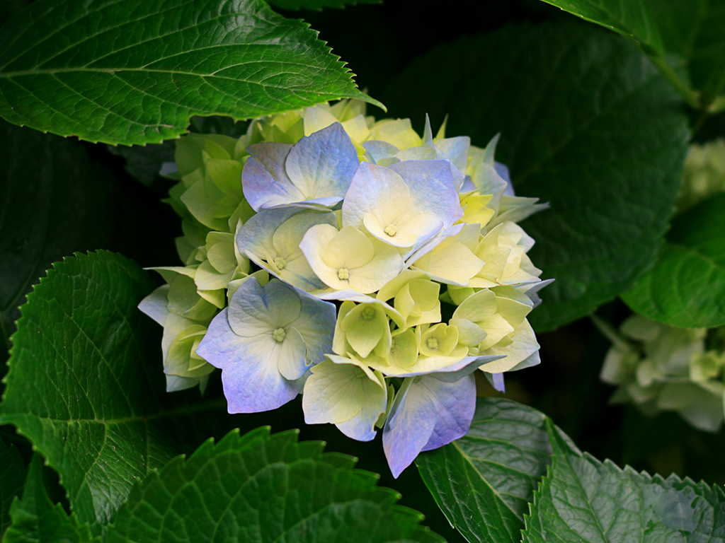 일송조경(주) 로고