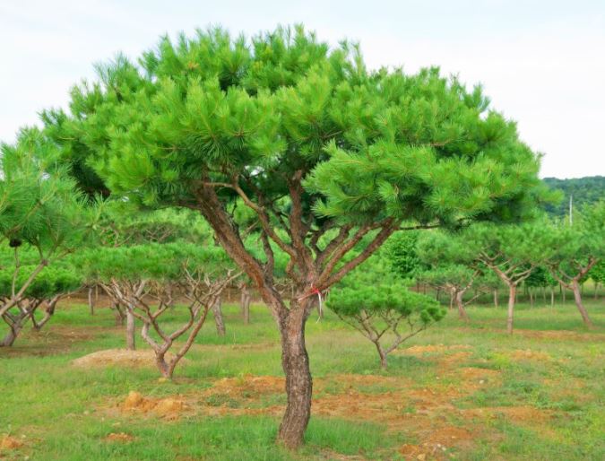 (주)더꾸밈