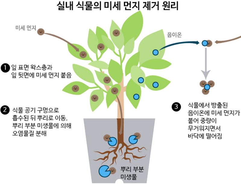 실내식물의 미세먼지 제거관리 농진청 보도.jpg