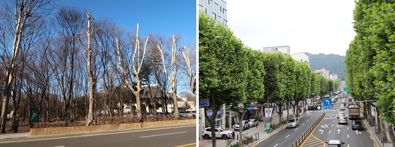 가로수-양재181212 (2)-tile.jpg