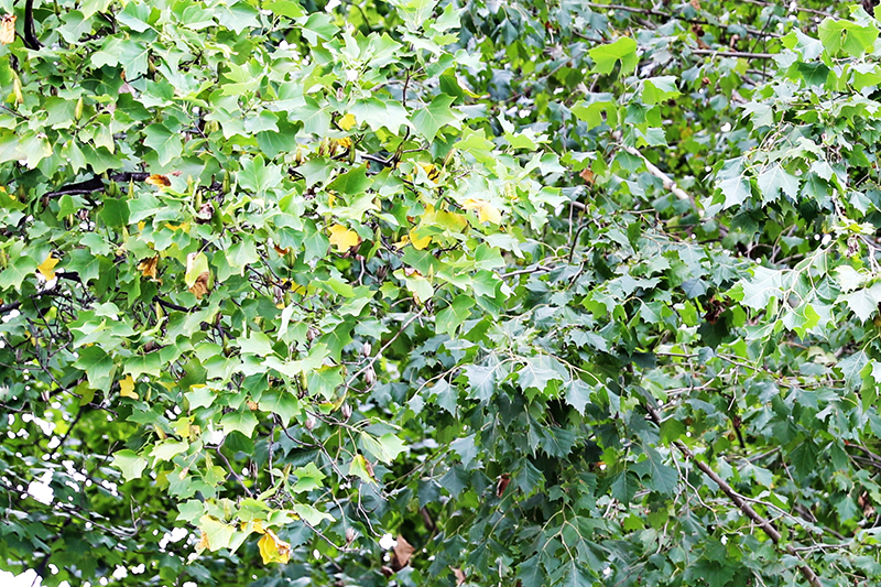 백합나무 잎(좌) , 플라타너스 잎(우).jpg
