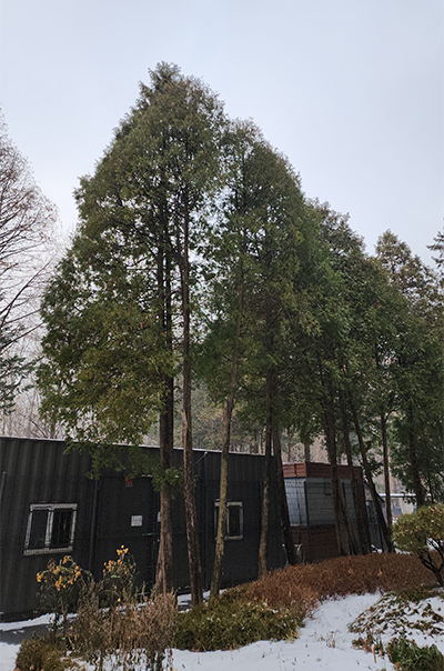 양재시민의숲 측백나무.jpg