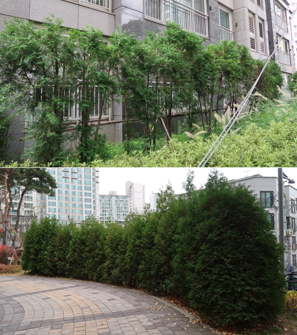 측백나무(위), 서양측백(아래) 비교.jpg
