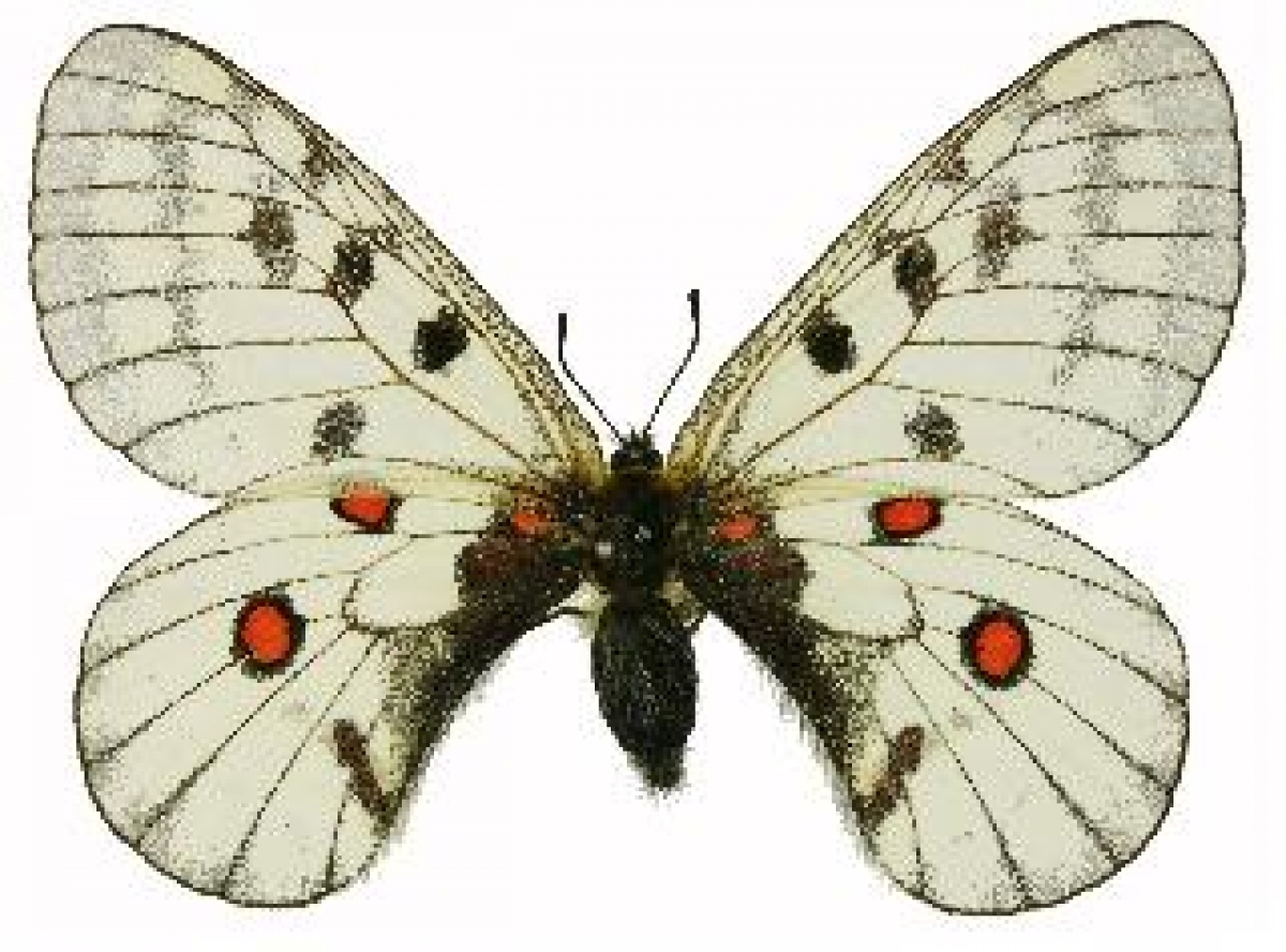 image00004.jpeg
