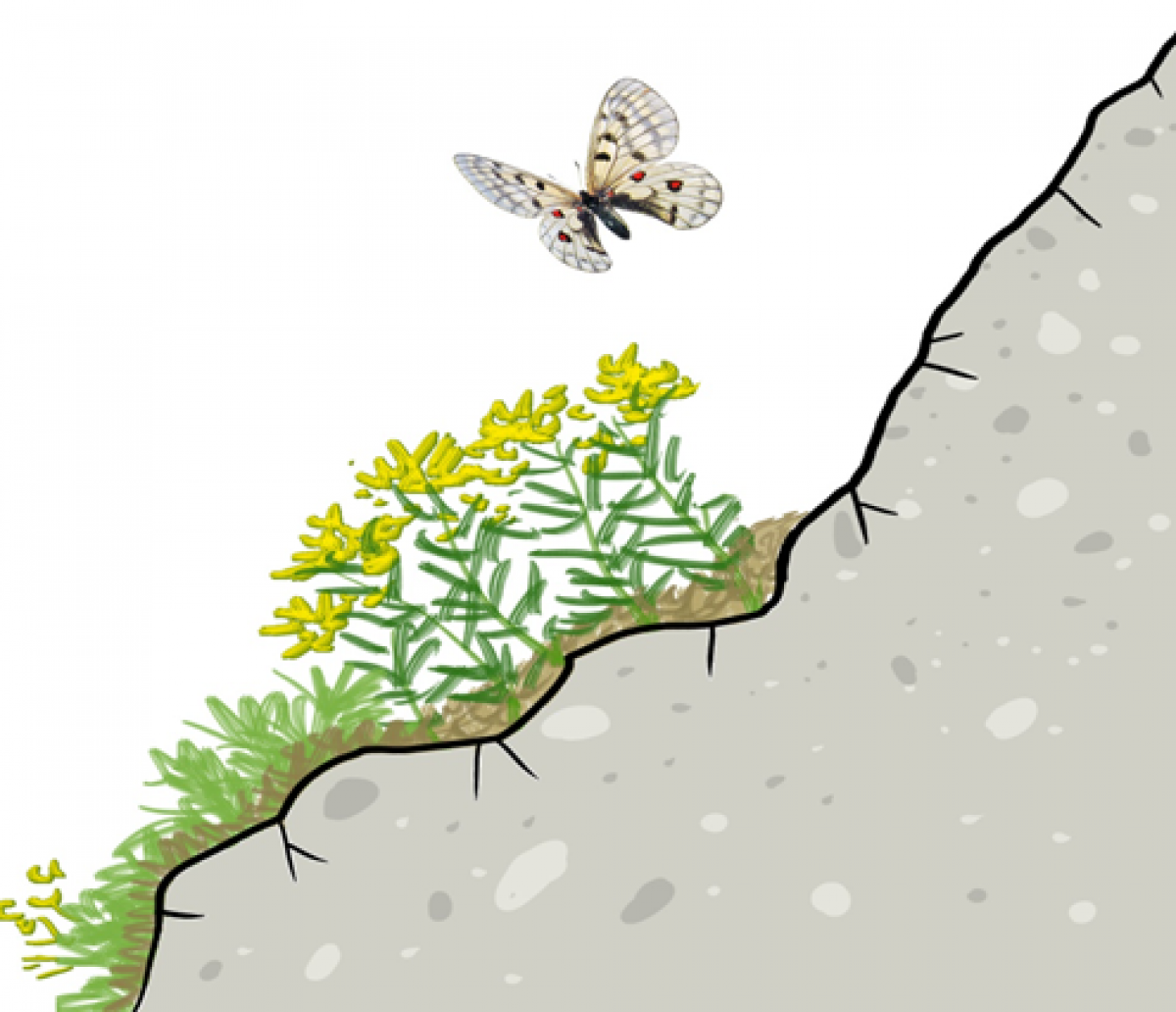 image00009.png