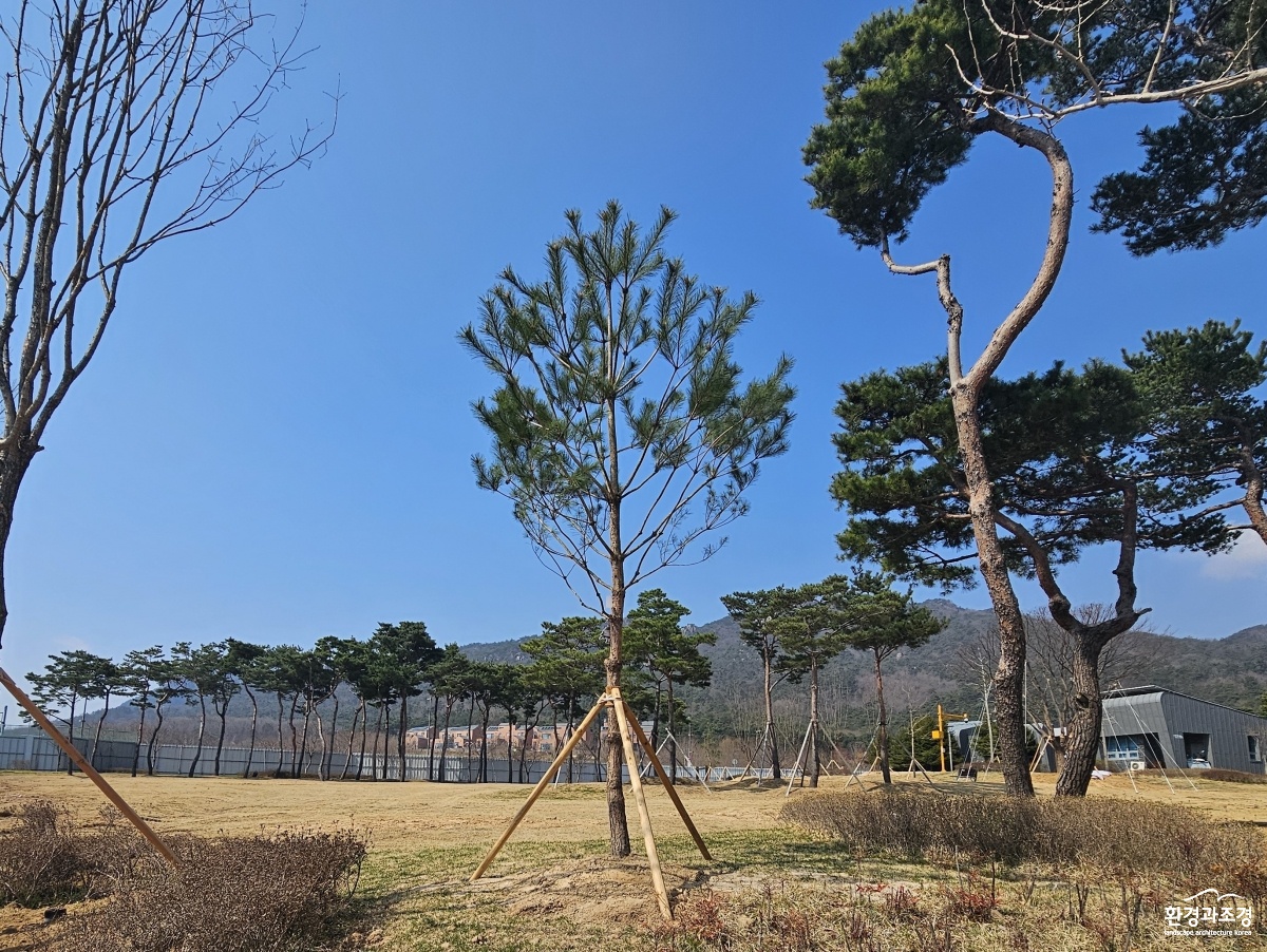 정이품송 후손목.jpg