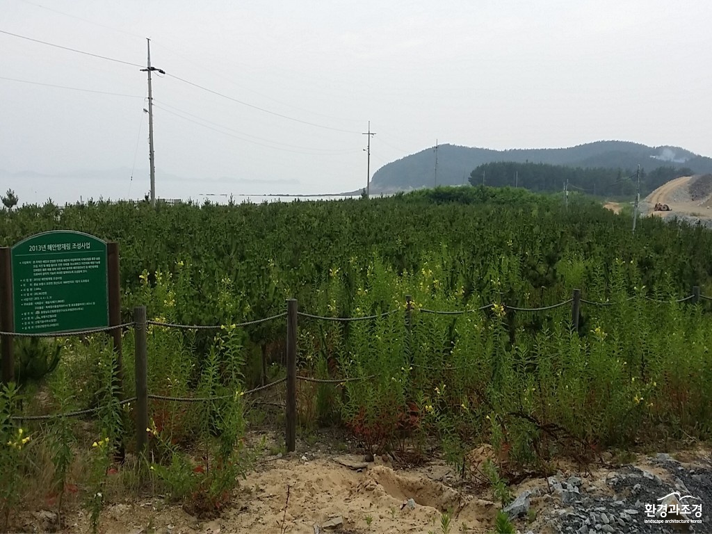 (사진)‘버려진 땅’ 산림탄소상쇄 등록지로 변신-2(원산도).jpg
