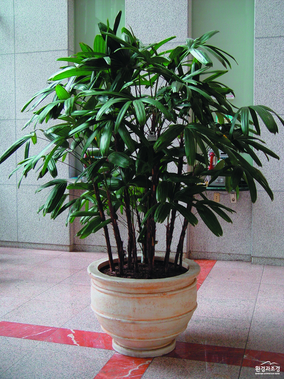 2. 관음죽.jpg