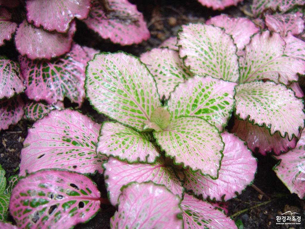 피토니아(httpsen.wikipedia.orgwikiFittonia).jpg