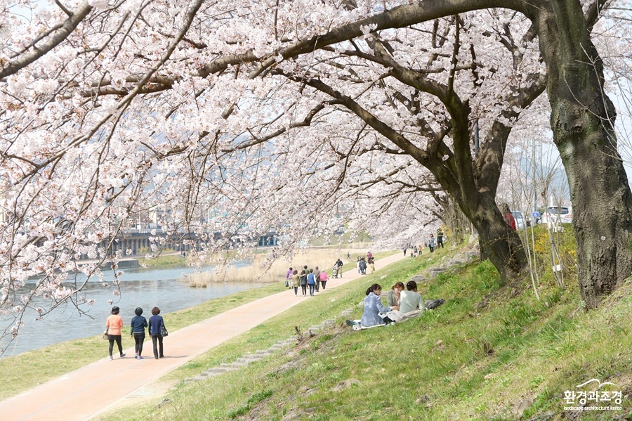 동천 벚꽃.jpg