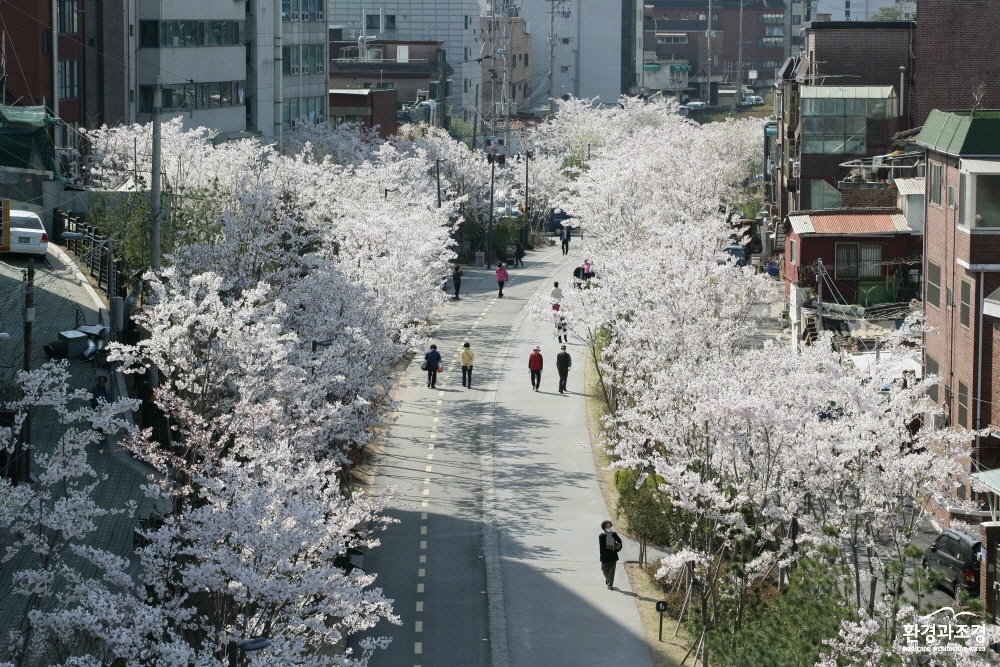 1 마포구 경의선숲길(벚꽃).jpg