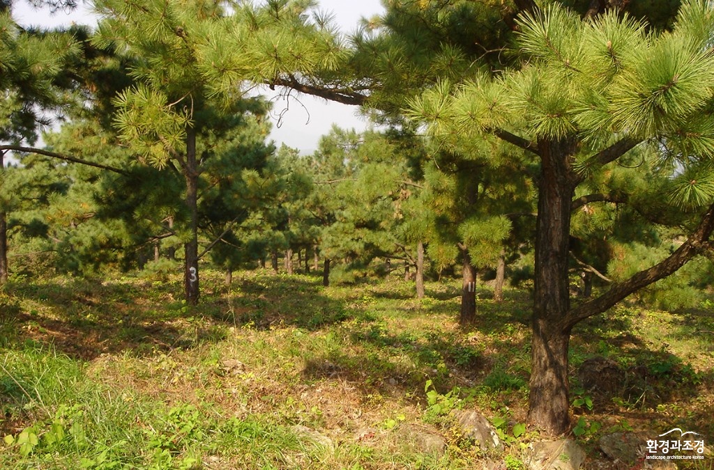 리기테소나무 보도.jpg