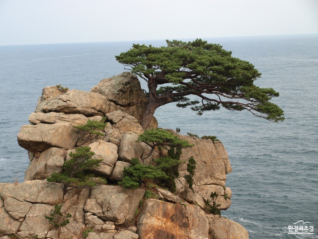 양양 하조대 곰솔.jpg