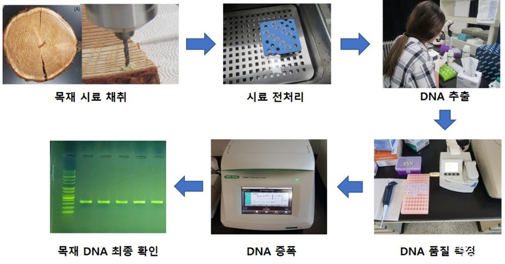 목재+DNA+추출+과정 보도.jpg