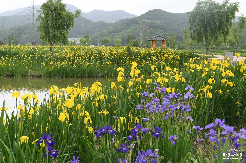 거창창포원꽃창포전경 보도.jpg
