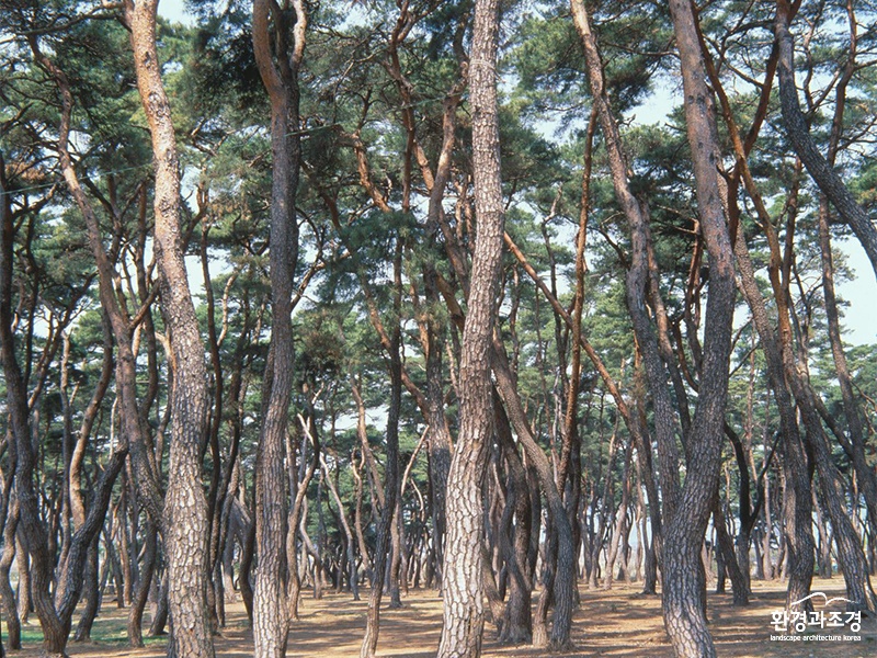 경주의 소나무림 보도.jpg