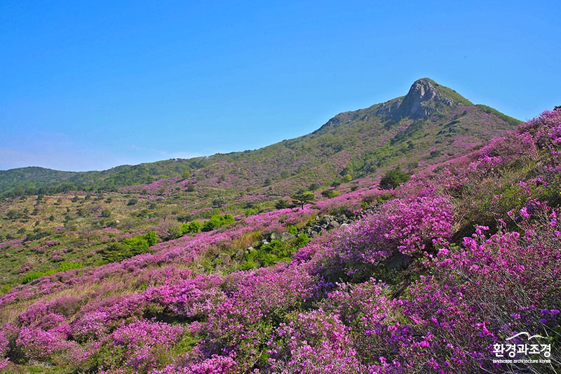 지난 5월 산청 황매산에 철쭉이 활짝 핀 모습.jpg