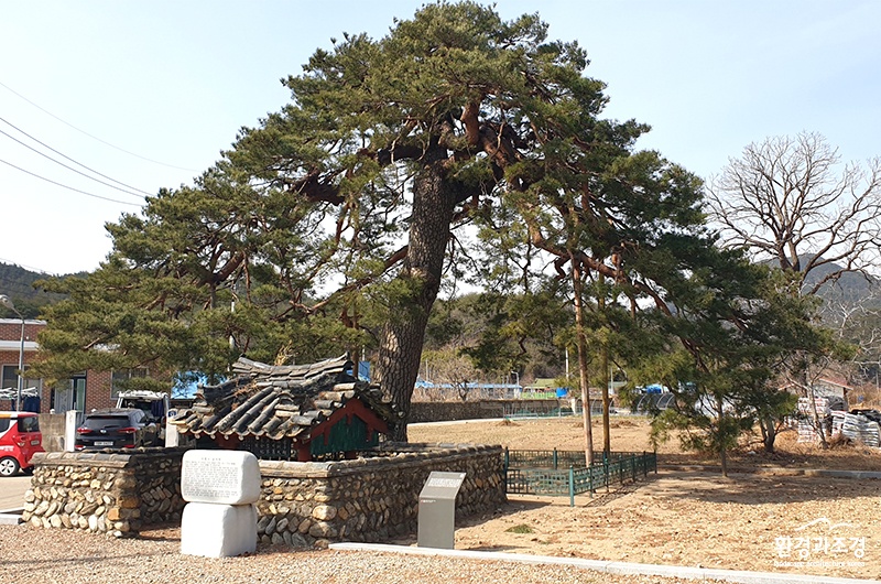 울진 행곡리 천진소나무 전경 보도.jpg