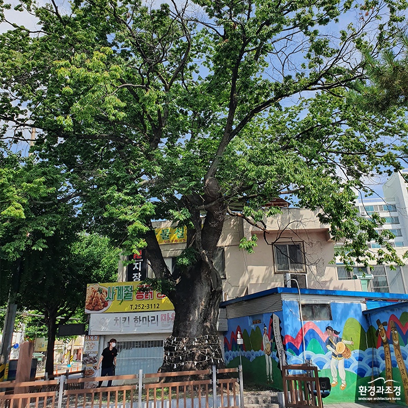 건축물 신축 등으로 생육환경이 변형된 사례.jpg