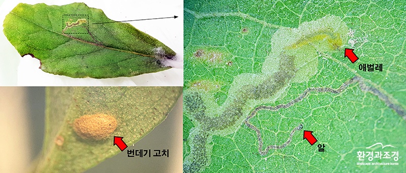잎에서 관찰된 굴나방류의 생활사 보도.jpg