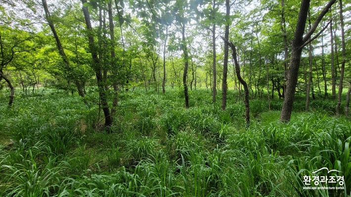 와룡 산지 습지 습지 중앙부 오리나무 숲, 진퍼리새 군락(사진=환경부 제공).jpg