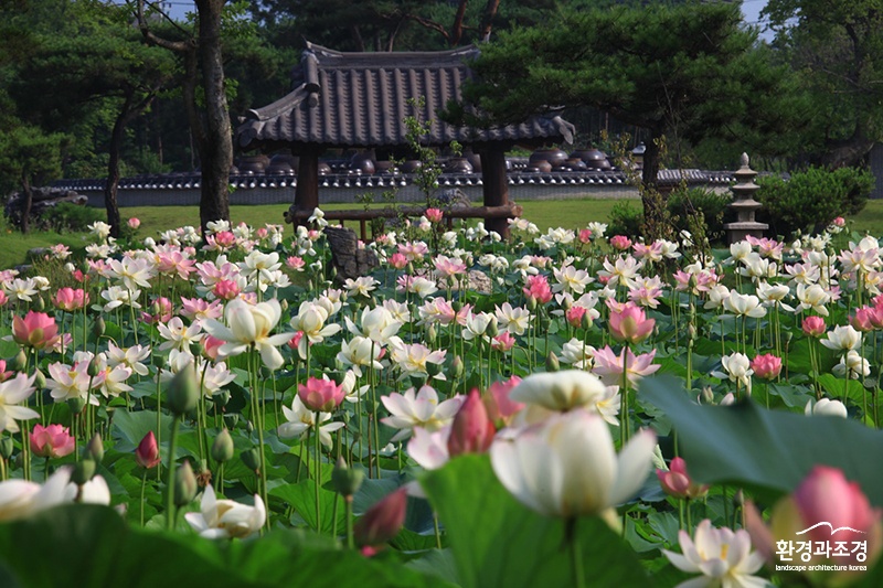 세미원 페리기념 연못 보도.jpg
