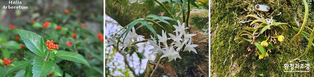 죽철초, 석곡, 비자란 (사진=제주도 제공).jpg