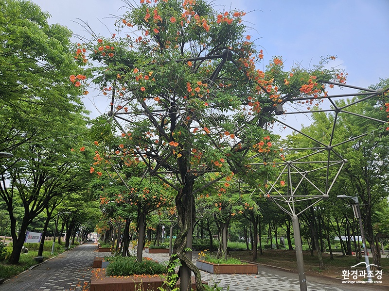11부천 소향로길(중앙공원) 능소화길.jpg