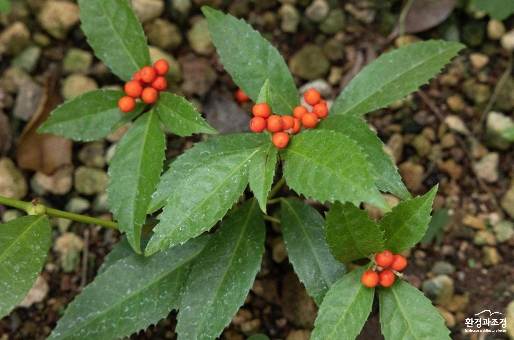 죽절초 (사진=환경부 제공).jpg