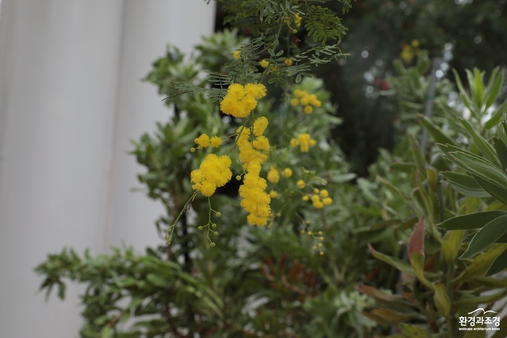 3. 스펙타빌리스 아카시아 (Acacia spectabilis A.Cunn. ex Benth.).jpg