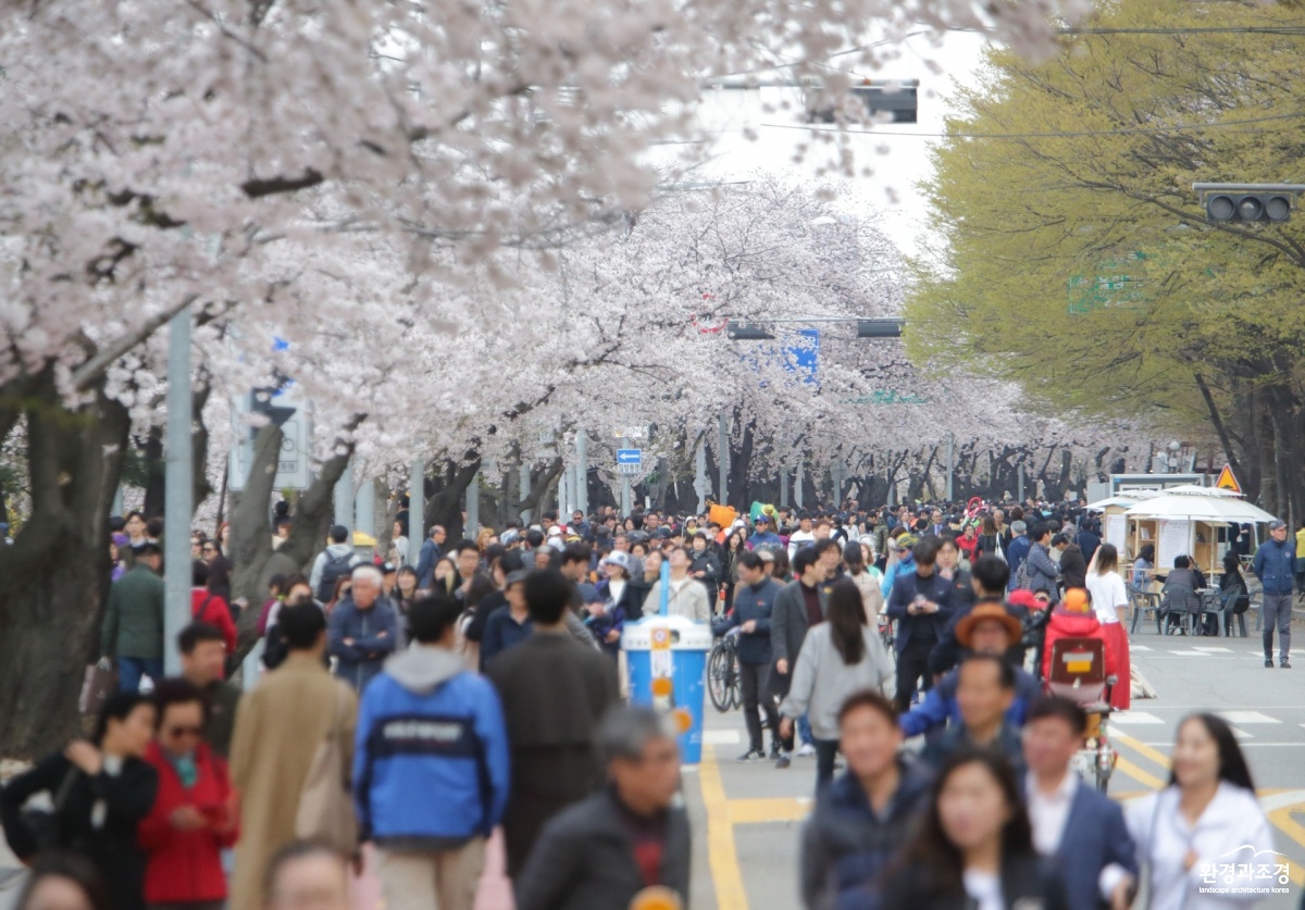 여의도 봄꽃축제 연기, 4월 8일 시작.jpg